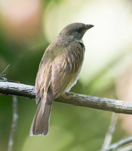 Malaysian Honeyguide - Simon van der Meulen