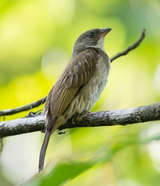 Malaysian Honeyguide - Simon van der Meulen