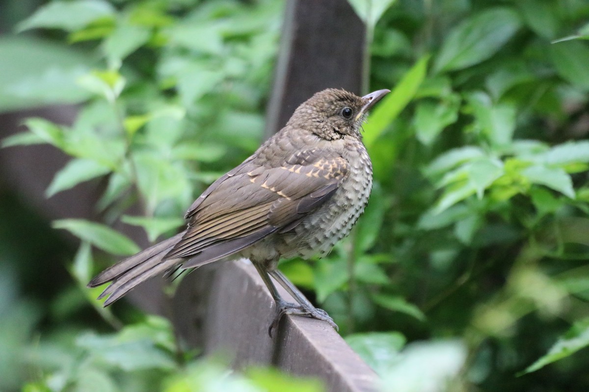 Creamy-bellied Thrush - ML378733461