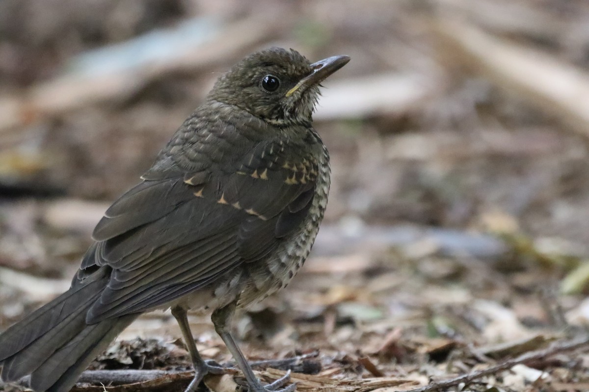 Creamy-bellied Thrush - ML378733481