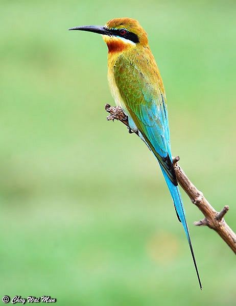 Blue-tailed Bee-eater - ML378733911