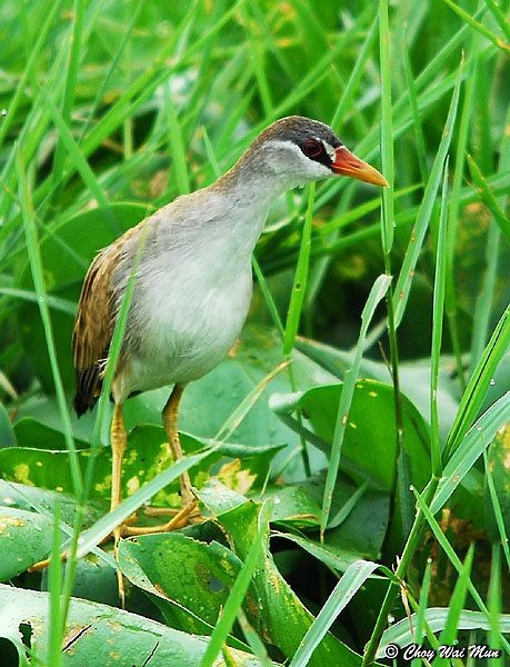 White-browed Crake - ML378733961