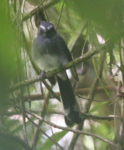 White-bellied Fantail - ML378734001