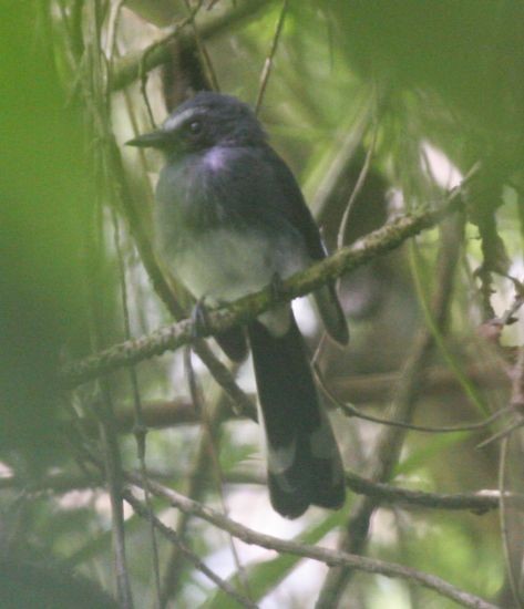 White-bellied Fantail - ML378734011