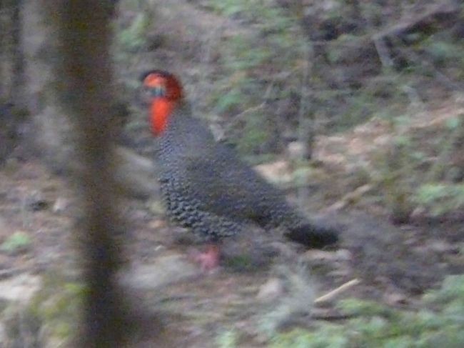 Western Tragopan - ML378735121