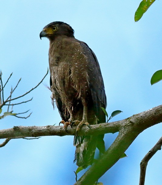 Crested Serpent-Eagle (Andaman) - ML378735251