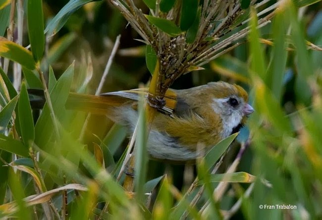 Golden Parrotbill - ML378735481