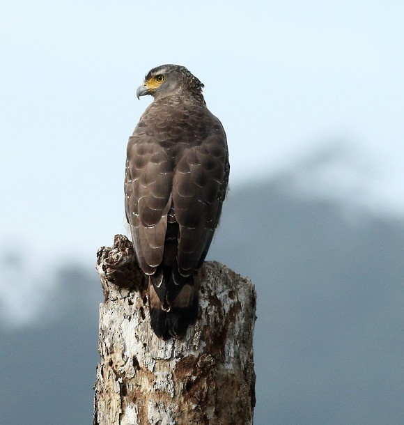 Crested Serpent-Eagle (Andaman) - ML378735541