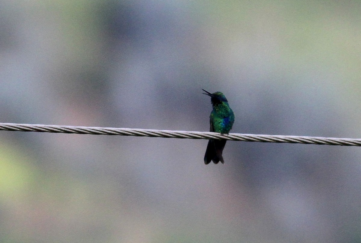kolibřík modrolící - ML37873631