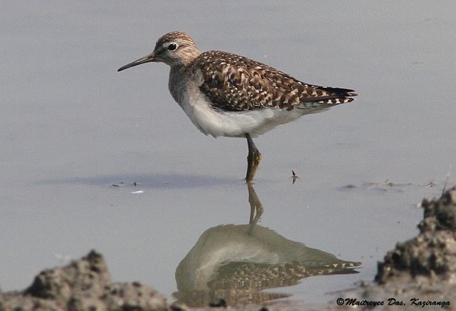 Wood Sandpiper - ML378736371