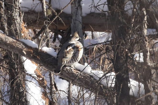 Hazel Grouse - ML378736641