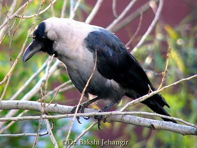 House Crow - ML378737391