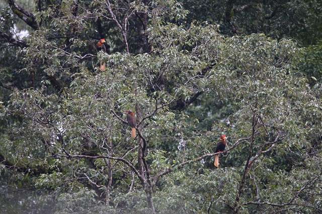 Rufous Hornbill (Southern) - ML378738831