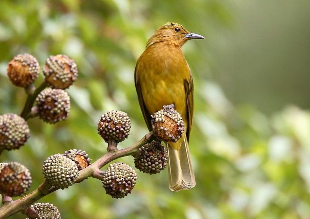 Yellowish Bulbul (Yellowish) - ML378738911