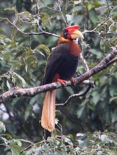 Rufous Hornbill (Southern) - ML378738931