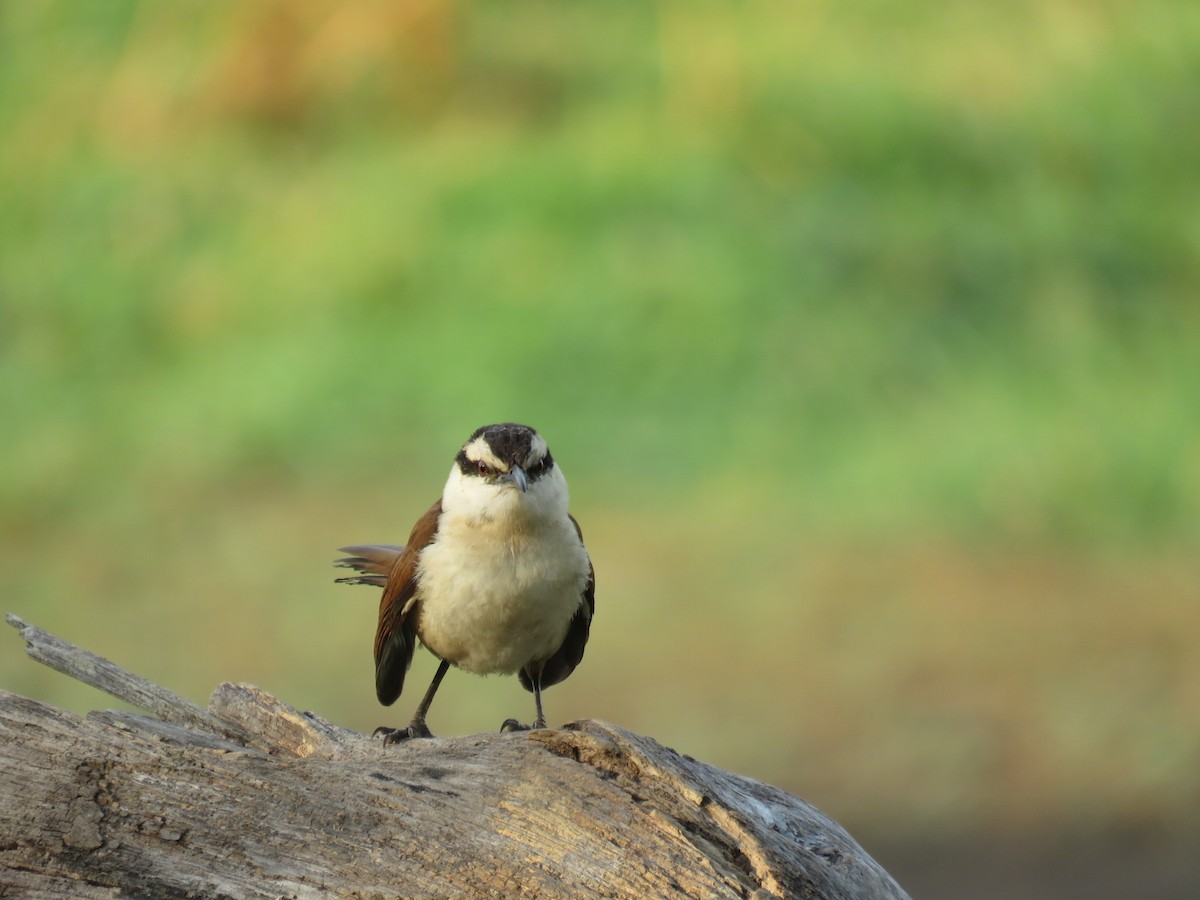 Giant Wren - ML37873931