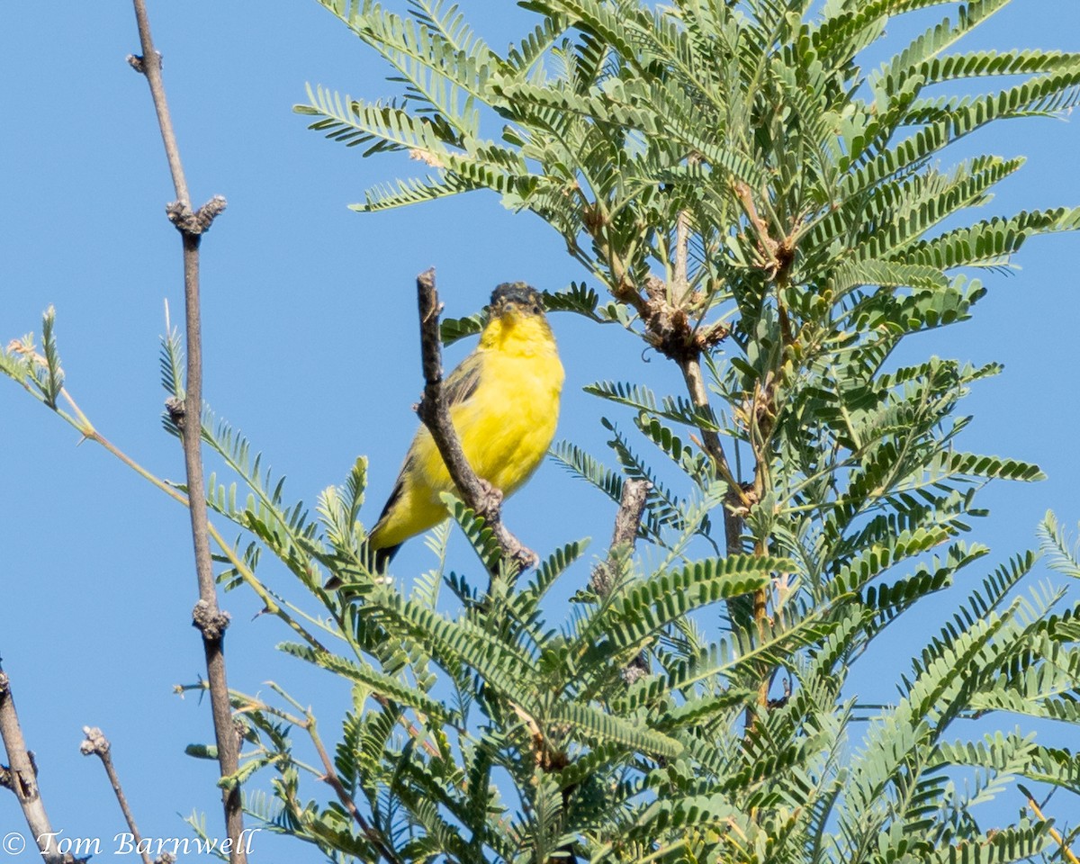 Lesser Goldfinch - ML378739671