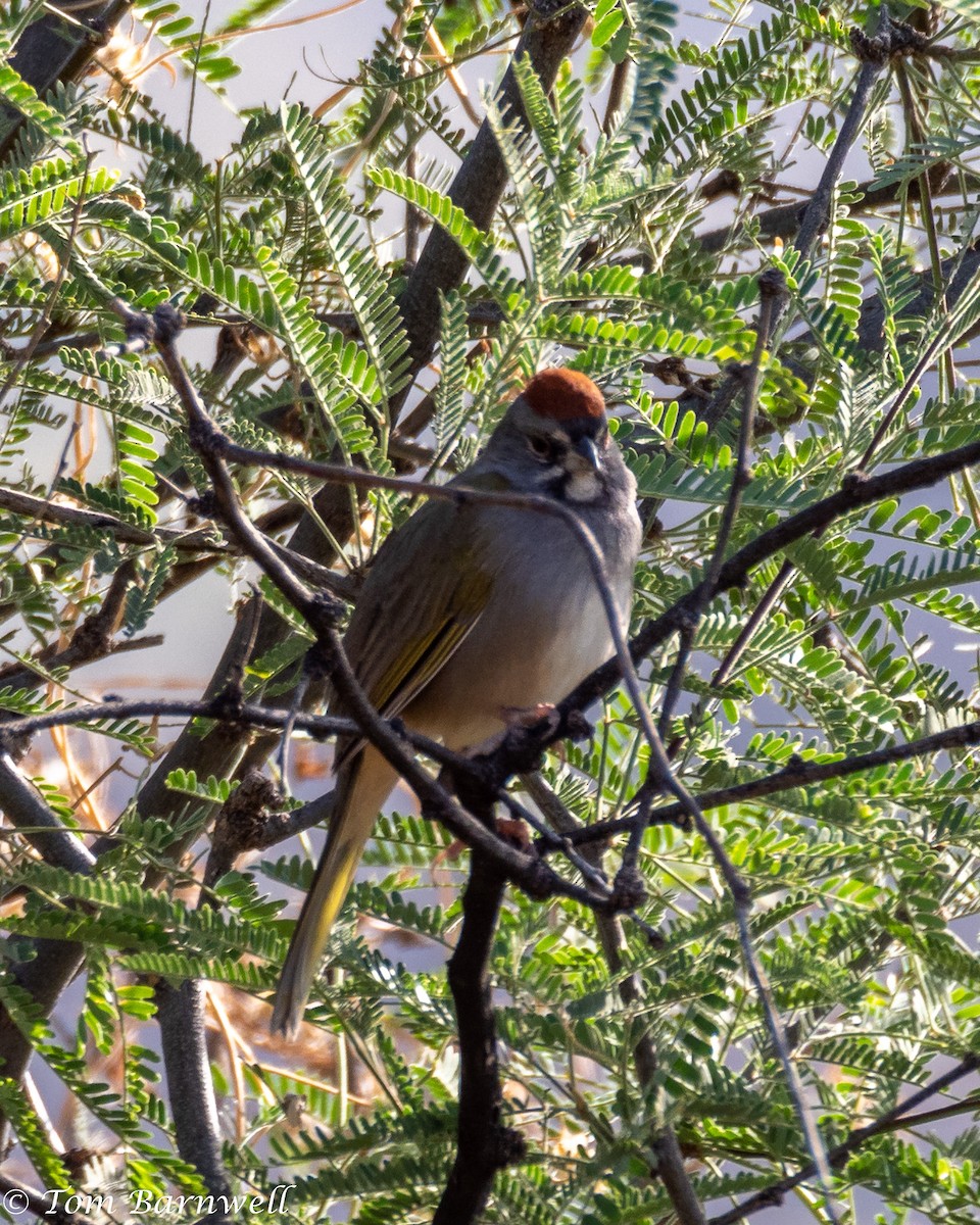 Green-tailed Towhee - ML378739801