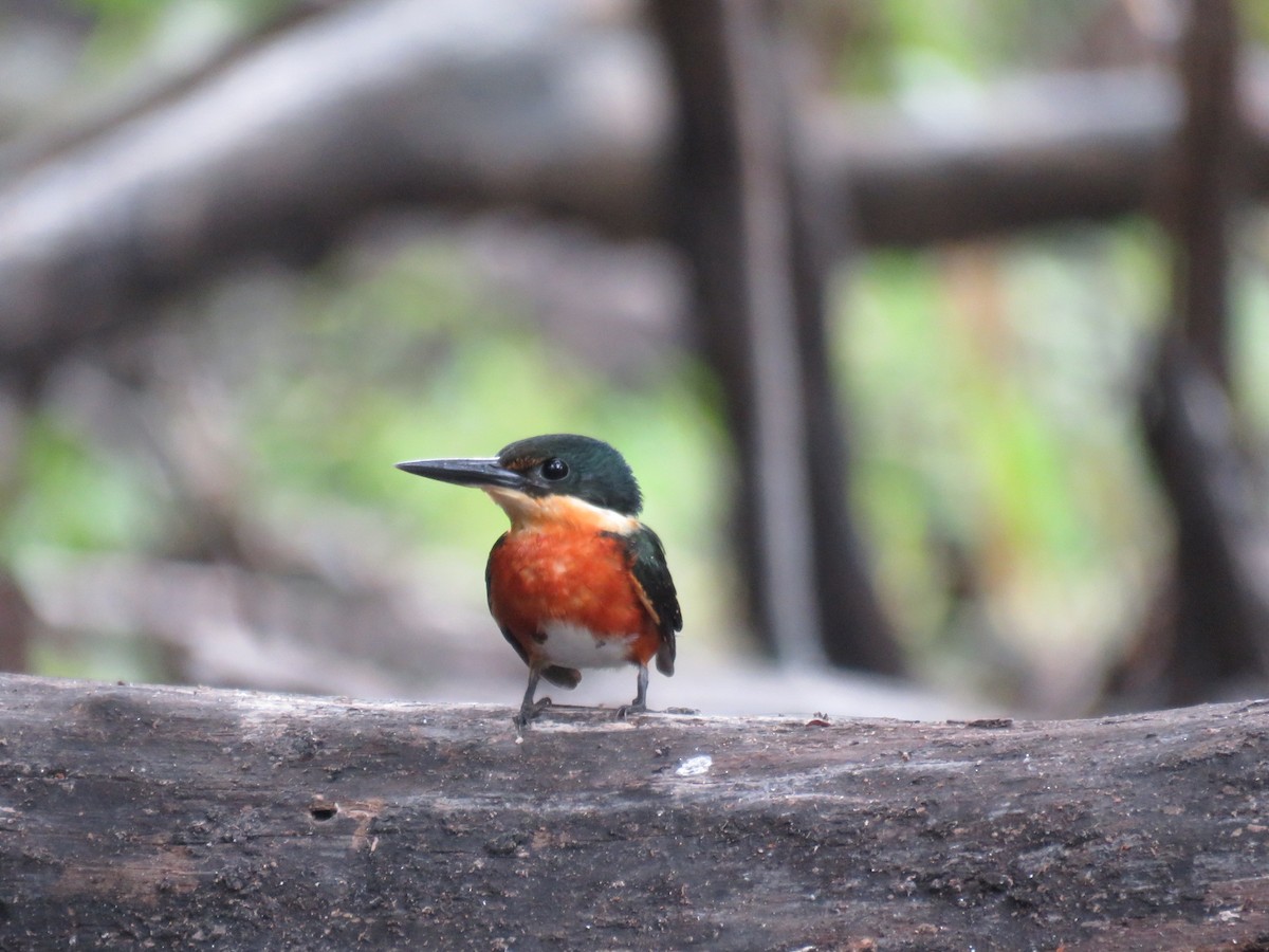 American Pygmy Kingfisher - ML37874041