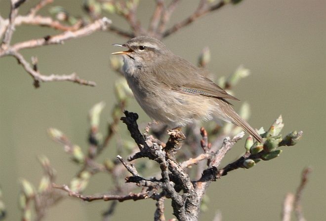 Smoky Warbler - ML378740741