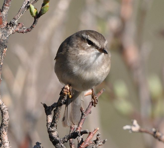 Smoky Warbler - ML378740801