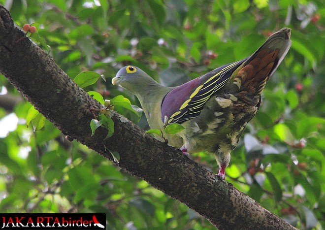 Gray-cheeked Green-Pigeon - ML378742381