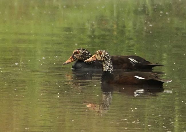 White-winged Duck - Garima Bhatia