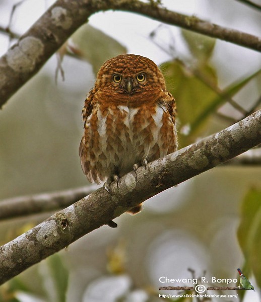 Collared Owlet - ML378743121