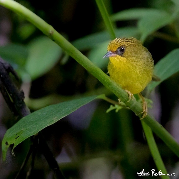 Golden Babbler - ML378743301