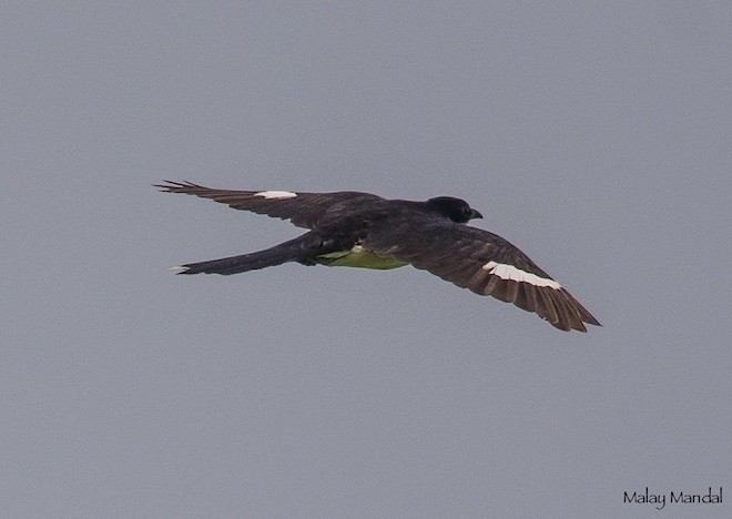 Pied Cuckoo - Malay Mandal