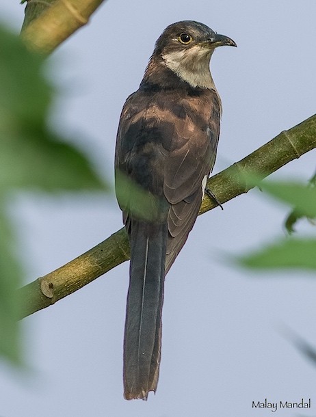 Pied Cuckoo - Malay Mandal