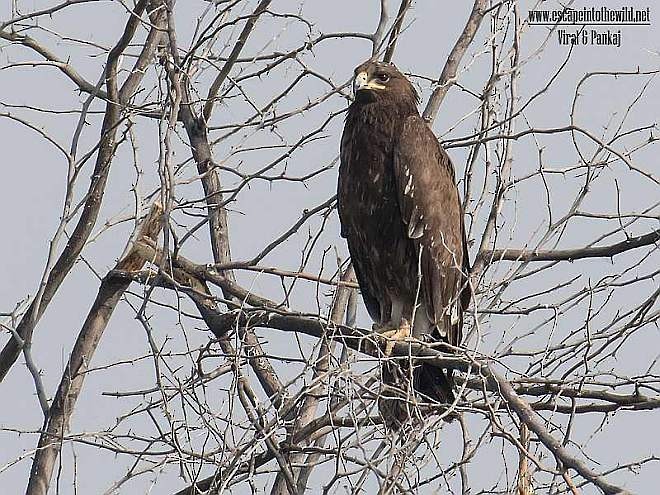 Greater Spotted Eagle - ML378743891