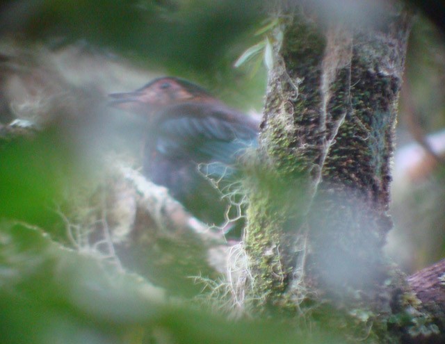 Sumatran Cochoa - ML378744081