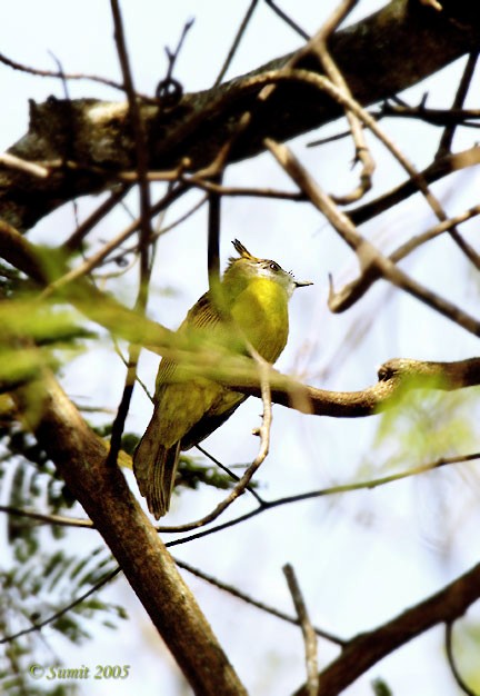 White-throated Bulbul - ML378744121