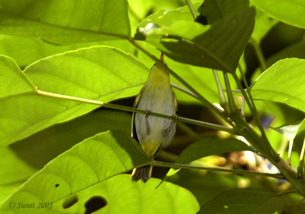 Yellow-vented Warbler - ML378744131