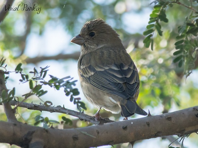 Common Rosefinch - Pankaj Maheria