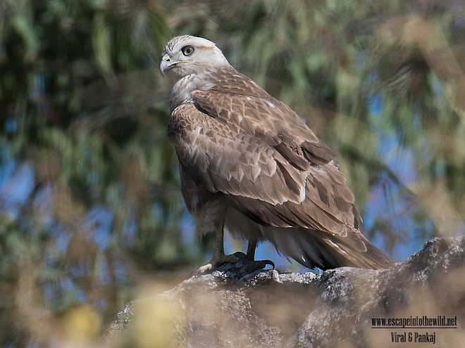 Long-legged Buzzard (Northern) - Pankaj Maheria