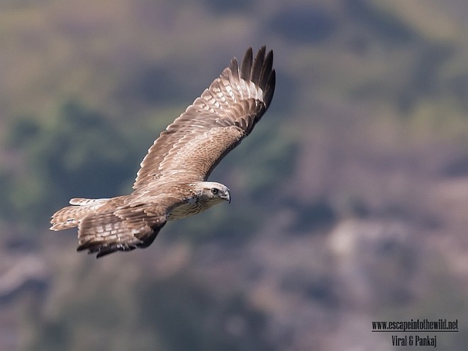 Long-legged Buzzard (Northern) - Pankaj Maheria