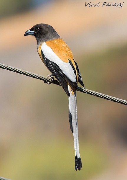 Rufous Treepie - ML378745281