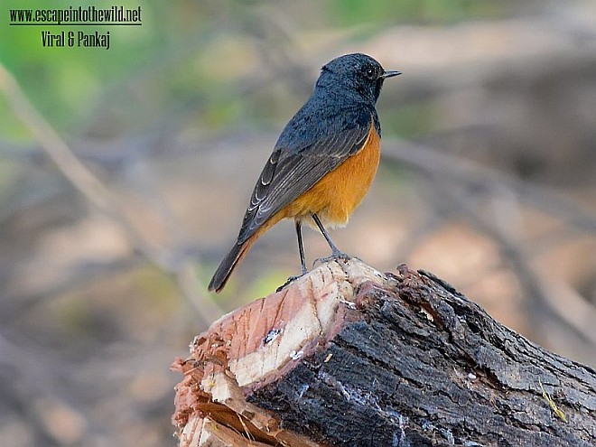 Black Redstart (Eastern) - ML378745521