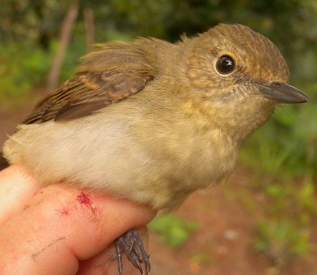 Narcissus Flycatcher - ML378745561