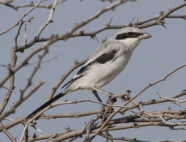 Great Gray Shrike - jaysukh parekh Suman