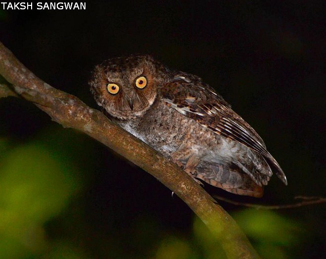 výreček horský - ML378746581