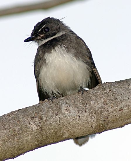 Malaysian Pied-Fantail - ML378747031