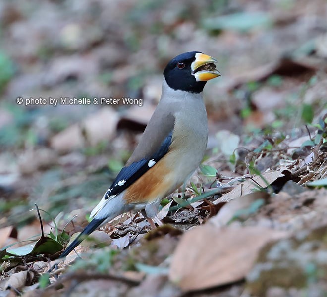 Yellow-billed Grosbeak - ML378747731