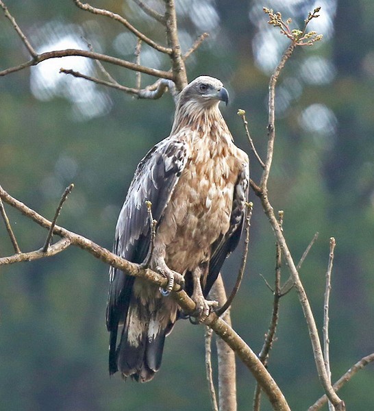 Pallas's Fish-Eagle - Sarita Subramaniam