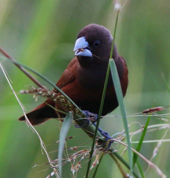 Chestnut Munia (Chestnut) - ML378748591