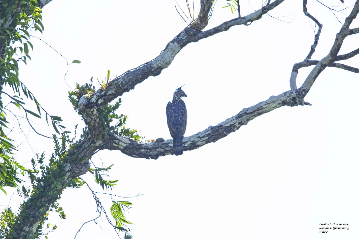 Pinsker's Hawk-Eagle - Ramon Quisumbing