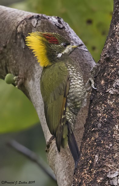 Lesser Yellownape - ML378750641