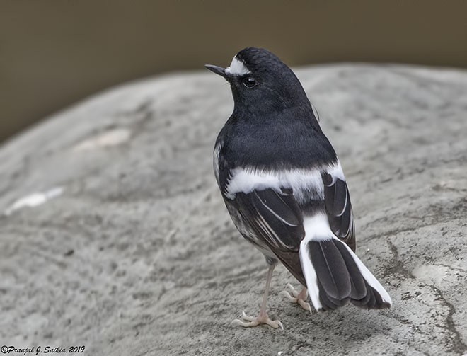 Little Forktail - Pranjal J. Saikia